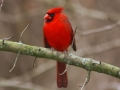 cardinal