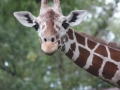 newgiraffe