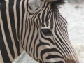 newzebra